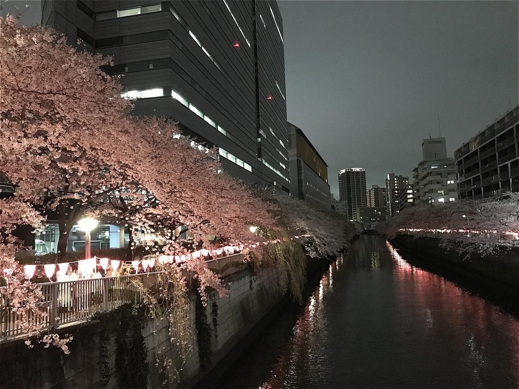 Meguro River · Cherry blossoms at night ©まめぶろ