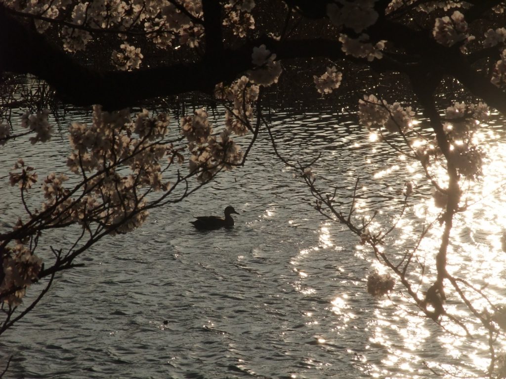 Waterfowl of Shinakazuke ©まめぶろ