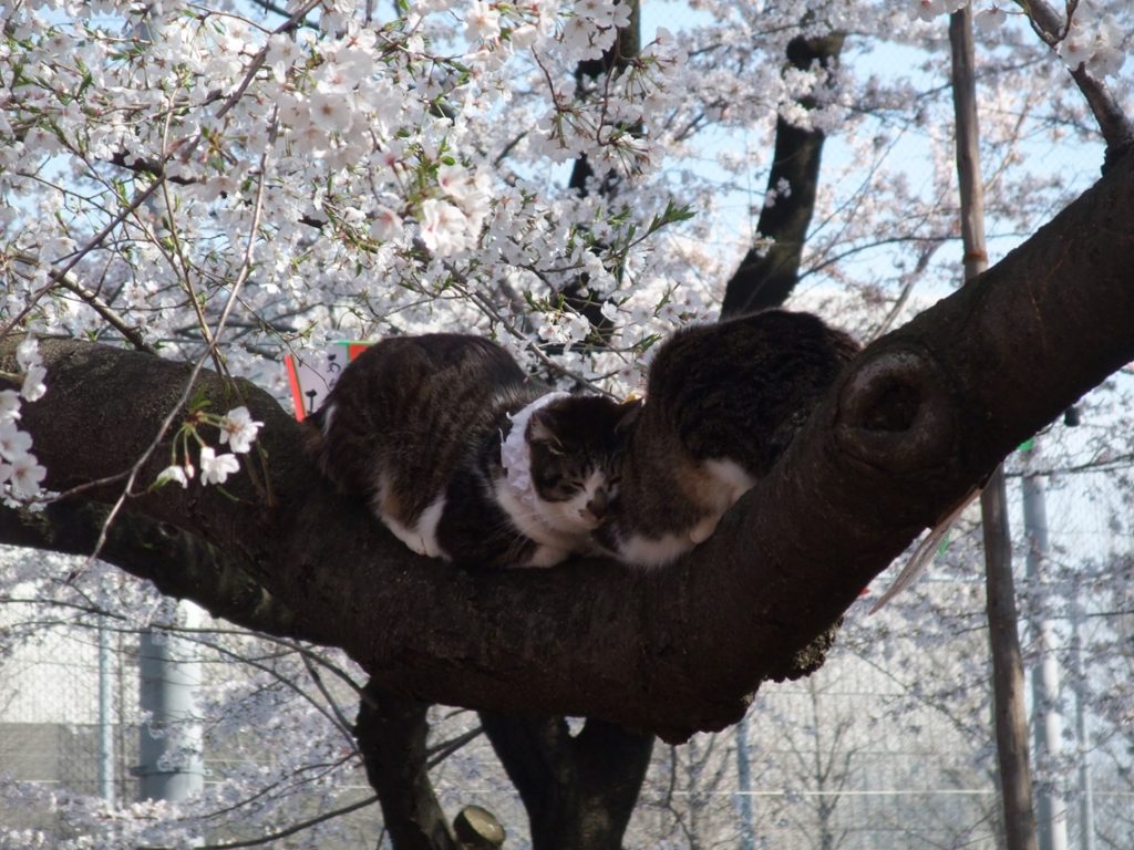 Ueno Park · Cat ©まめぶろ